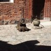 malbork 22